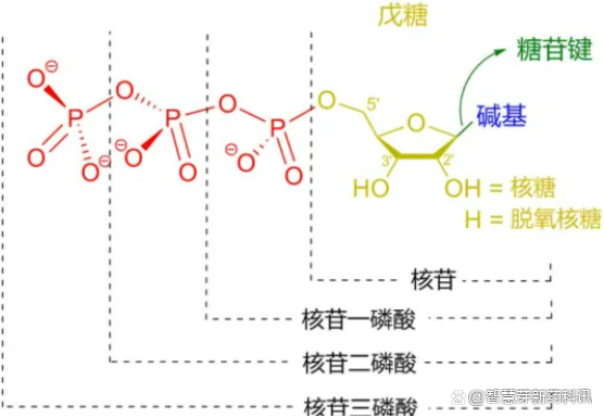 后疫情时代核苷酸和核苷类药物的过去，现在和未来(图2)