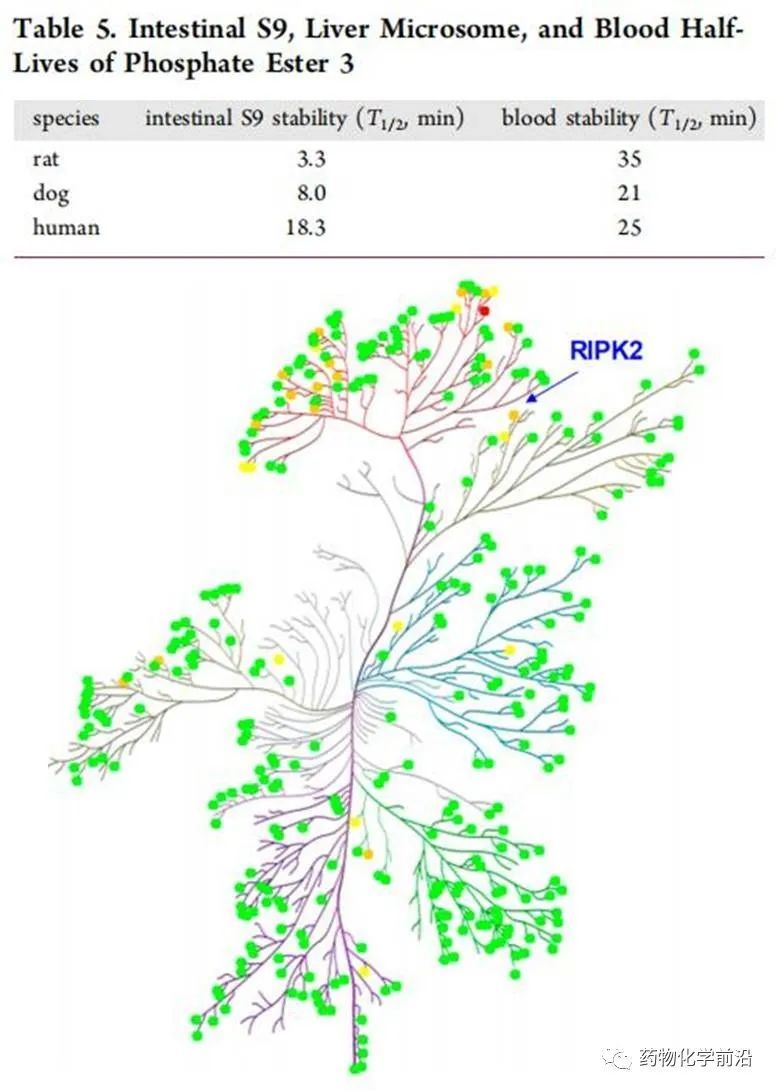 新药研发策略:葛兰素史克公司RIPK2抑制剂的前药修饰(图6)