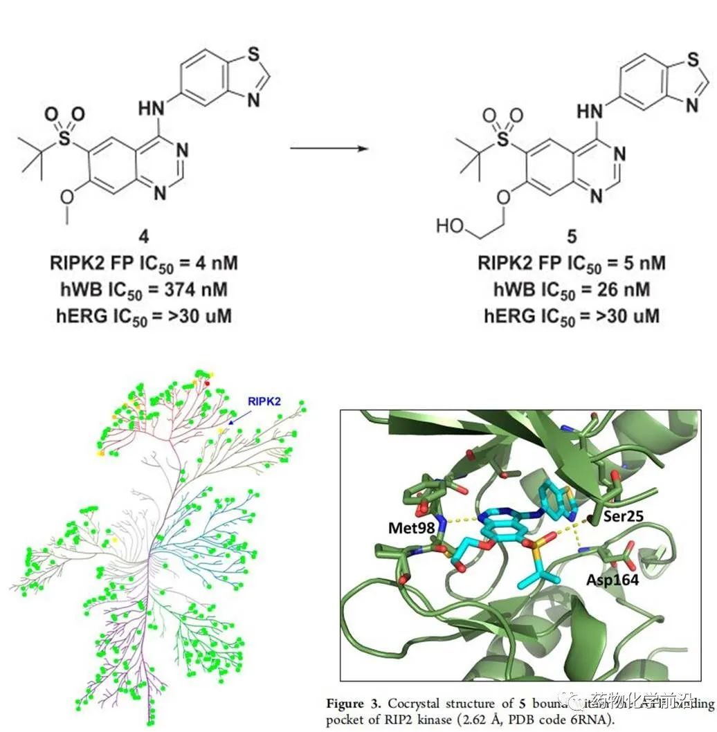 新药研发策略:葛兰素史克公司RIPK2抑制剂的前药修饰(图2)