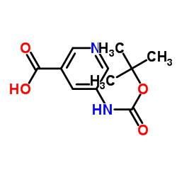 5-BOC-氨基烟酸
