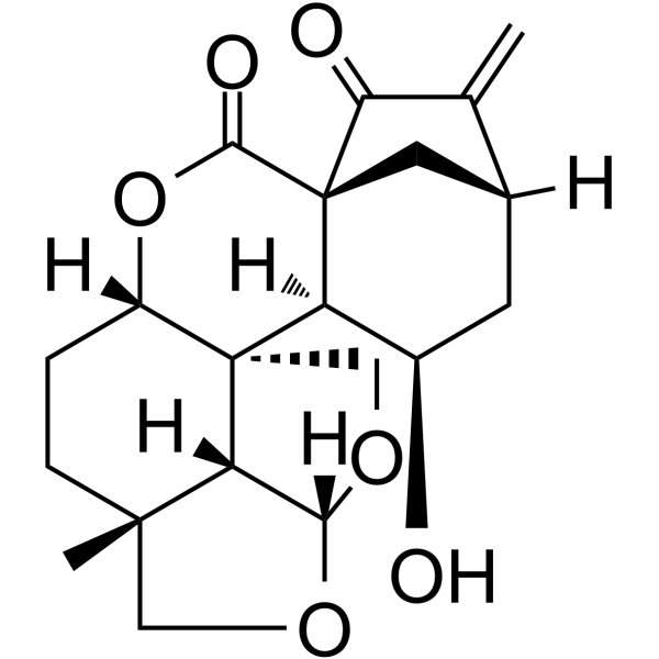 黄花香茶菜 B