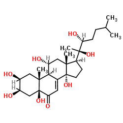 莫罗卡尼