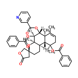 Scutebata G