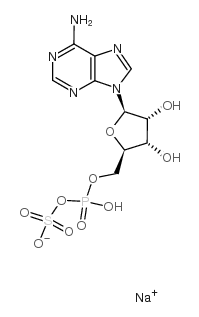 腺苷5-磷酰硫酸二钠盐