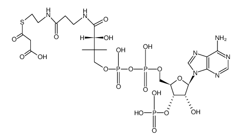 Malonyl CoA