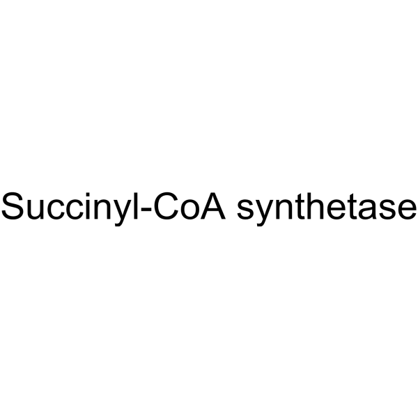 Succinyl-CoA synthetase