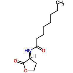 N-Octanoyl-L-homoserine lactone