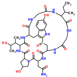 γ-鹅膏毒素