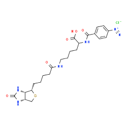 4-diazobenzoyl biocytin