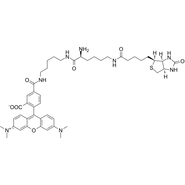 TMR Biocytin