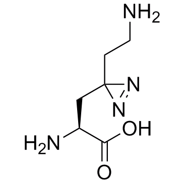 照片赖氨酸