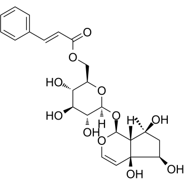 6'-O-肉桂酰基哈巴苷