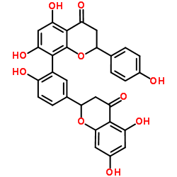 穗花杉双黄酮