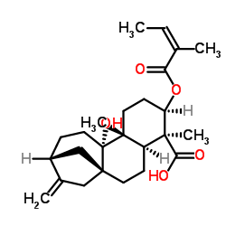 3α-当归酰氧基-9β-羟基等效贝壳杉-16-烯酸