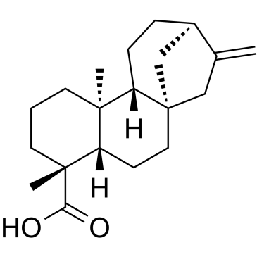 异贝壳杉烯酸, 贝壳杉烯酸