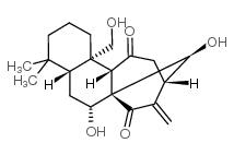 香茶菜甲素