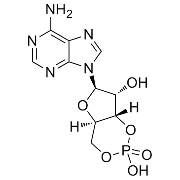 环磷酸腺苷